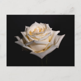 Single White Rose Postkarte