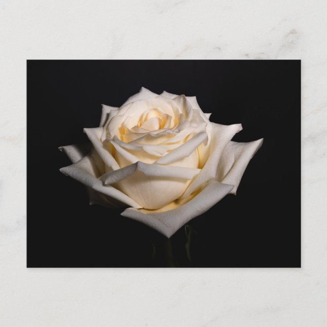 Single White Rose Postkarte (Vorderseite)