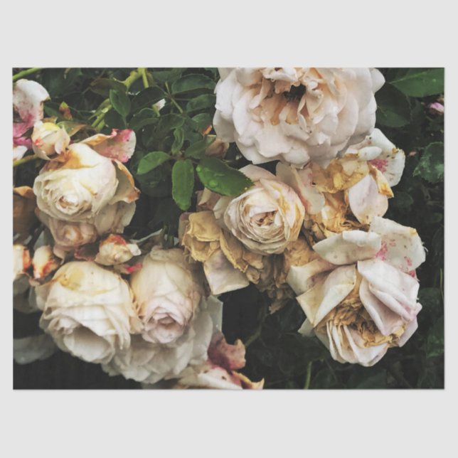 Single White Rose Seidenpapier (Vorderseite)