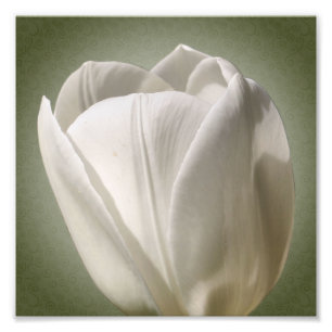 Single White Tulip Blume 8x8 Fotodruck