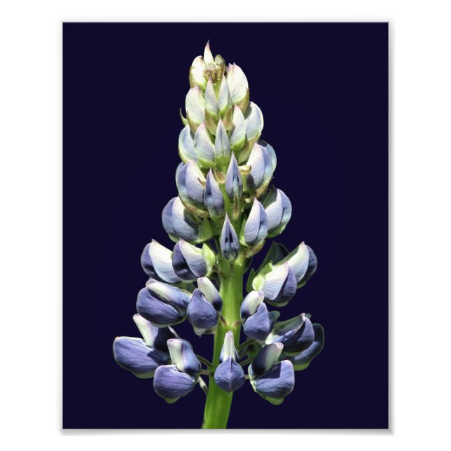 Single Wild Lila Lupine Blume 8x10 Fotodruck (Vorne)