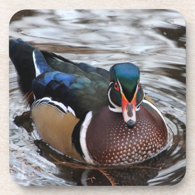 Single Wood Duck Getränkeuntersetzer (Vorderseite)