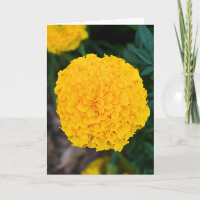 Single Yellow Marigold Grußkarte Karte (Vorderseite)