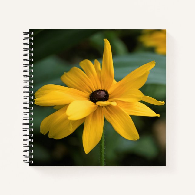 Single Yellow Rudbeckia Blume Notizbuch (Vorderseite)