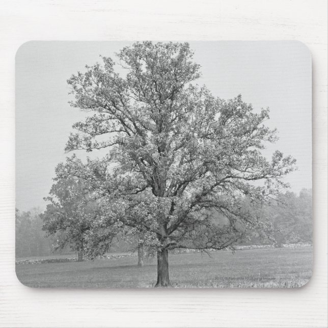 Singlebaum auf dem Gebiet B&W Mousepad (Vorne)