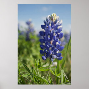 Singlebluebonnet-Texas-Plakat Poster