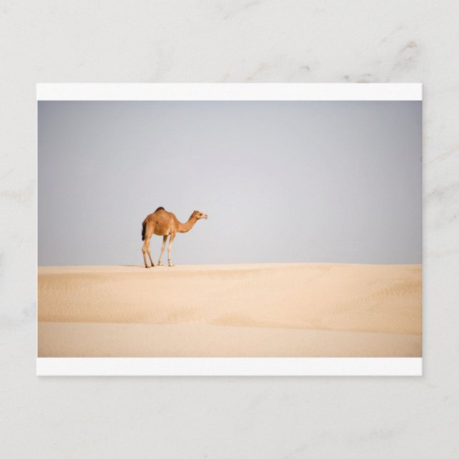 Singlekamel auf arabischen Sanddünen Postkarte (Vorderseite)
