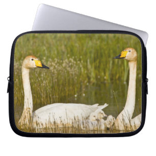 Singschwan-Paar mit Küken in Island. Laptopschutzhülle