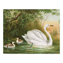 "Singschwan" Vintage Vogelillustration