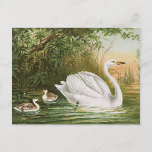 "Singschwan" Vintage-Vogelillustration Postkarte