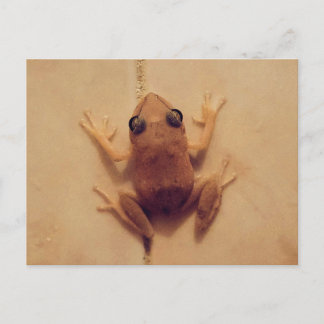 Singt Coquí Postkarte