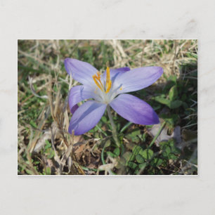 Singular Crocus Postkarte