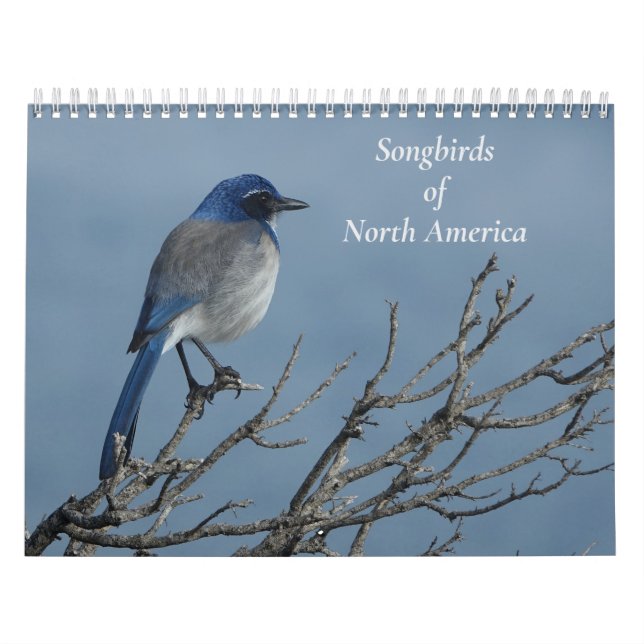 Singvögel aus Nordamerika Kalender (Titelbild)