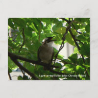 Singvogel/Chinesischer Bulbul