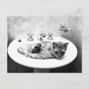 sink_cats_12 Haustiere Kühe Tiere schmecken süßlic Postkarte