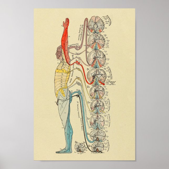 Sinneservation Nerven Medikale Anatomie Diagramm Poster (Vorne)