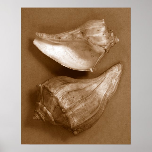 Sinnliche Muscheln Poster (Vorne)