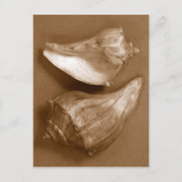 Sinnliche Muscheln