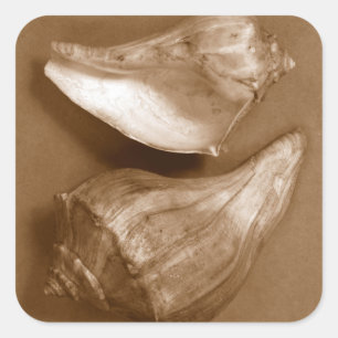 Sinnliche Muscheln Quadratischer Aufkleber