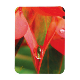 Sinnliche, rote Blütenblätter mit Tau, sexy Blume Magnet