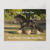 Sinti und Roma Gold Sinti und Roma Vanner Postcard