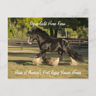 Sinti und Roma Gold Sinti und Roma Vanner Postcard Postkarte