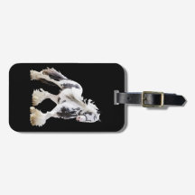 Sinti und Roma Mare Stallion