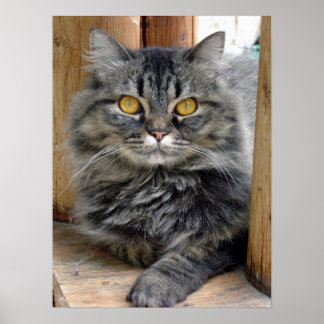 Sinti und Roma Poster