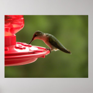Sip schlupfen kleiner Hummer! Poster