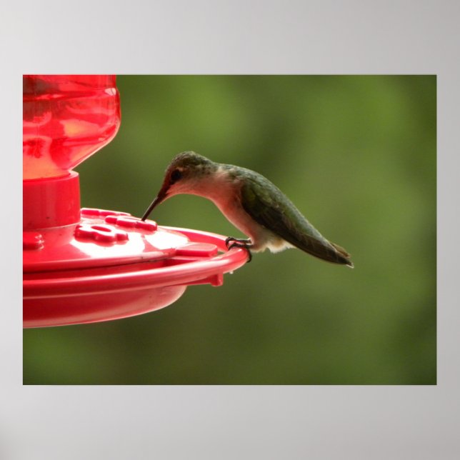 Sip schlupfen kleiner Hummer! Poster (Vorne)