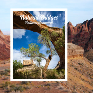 Sipapu-Brücke, Naturbrücken-Nationaldenkmal P Postkarte