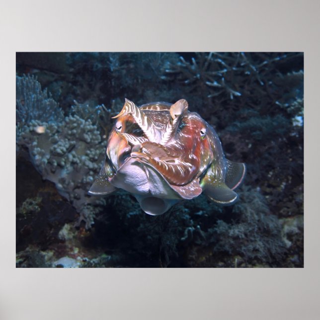 Siphon Flash Poster (Vorne)