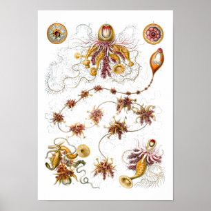 Siphonophorae Ernst Haeckel Fine Art Poster