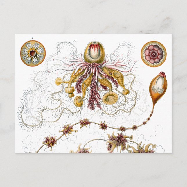 Siphonophorae Ernst Haeckel Fine Art Postkarte (Vorderseite)