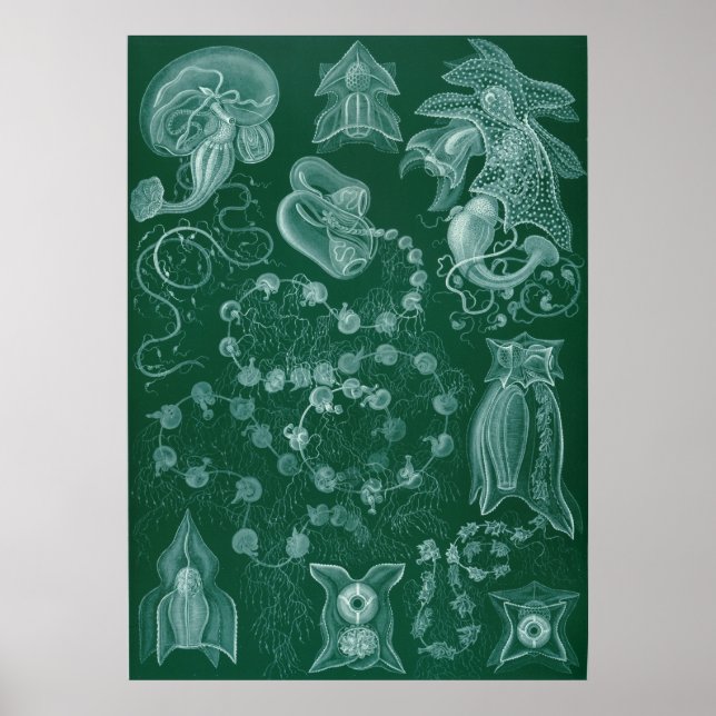 Siphonophorae Poster (Vorne)