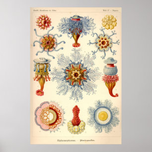 "Siphonophorae" Vintage Illustration Poster