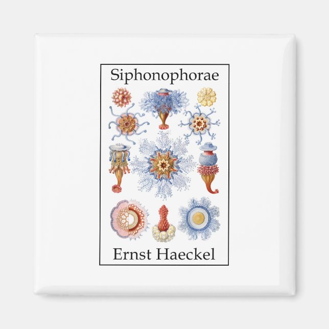 Siphonophorae von Ernst Haeckel Magnet (Vorne)