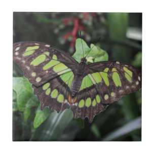 Siproeta stelenes fliese