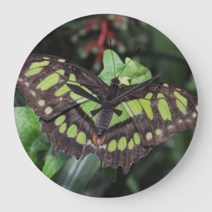 Siproeta stelenes große wanduhr