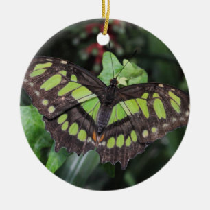 Siproeta stelenes keramikornament