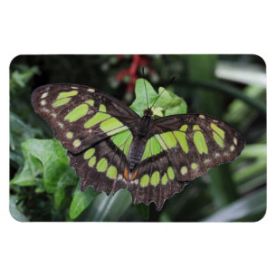 Siproeta stelenes magnet