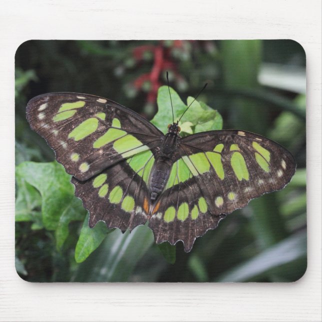 Siproeta stelenes mousepad (Vorne)