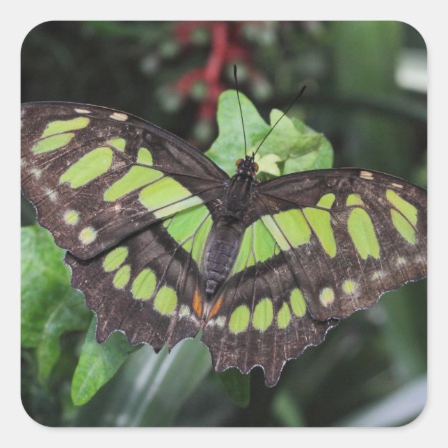 Siproeta stelenes quadratischer aufkleber (Vorderseite)
