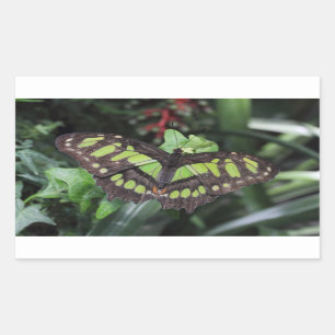 Siproeta stelenes rechteckiger aufkleber