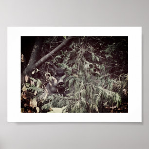Sir Stag Yosemite Wanderweg Farbphotographie Poster