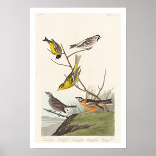 Siskin, Rote Umfrage, Tanager, Jagd, Finch Poster