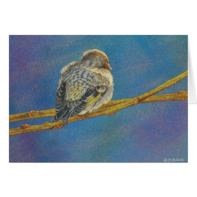 Siskin Siesta (Vorderseite (Horizontal))