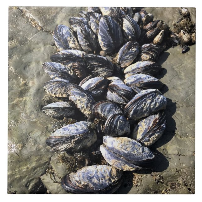 Sisters Rock State Park Oregon Coast Fliese (Vorderseite)