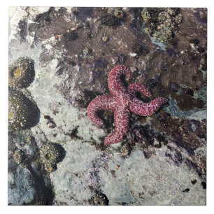 Sisters Rock State Park Oregon Coast Fliese