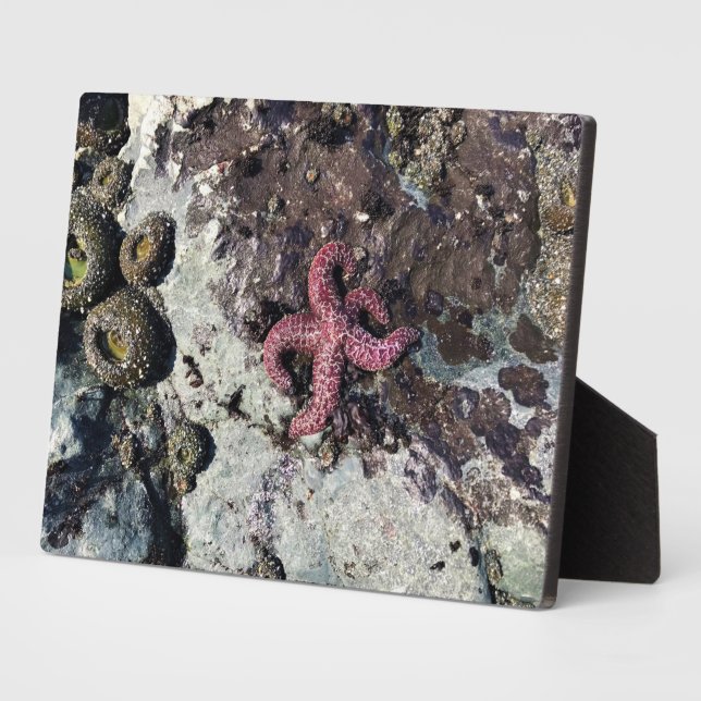 Sisters Rock State Park Oregon Coast Fotoplatte (Seite)